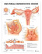 Female Reproductive System Anatomical Chart