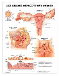 Female Reproductive System Anatomical Chart