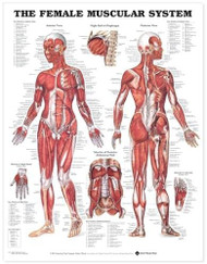 Female Muscular System Anatomical Chart (9781587795657)