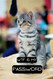 WTF Is My Password: Password Notebook Funny Cat Forgot Email