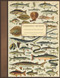Composition Notebook: Vintage Fish Illustration; Compositions