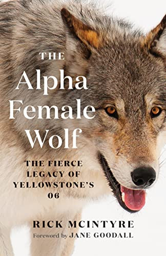 Alpha Female Wolf: The Fierce Legacy of Yellowstone's 06