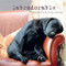 Labradorable: Labradors at home at large and at play