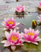 Water Lilies: and Bory Latour-Marliac the Genius Behind Monet's Water