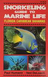 Snorkeling Guide to Marine Life Florida Caribbean Bahamas