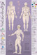 Acupressure Chart - Points & Meridians