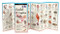 Sanibel & Captiva Shells and Beach Life (Foldingguides)