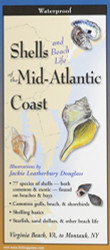 Shells of the Mid-Atlantic Coast