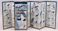 Birds of the Southeast Atlantic Coast (Foldingguides)