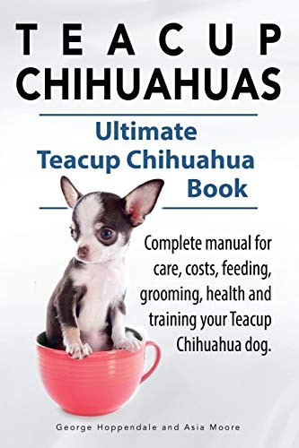 Teacup Chihuahuas. Teacup Chihuahua complete manual for care costs