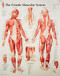 Muscular System Female chart: Laminated Wall Chart