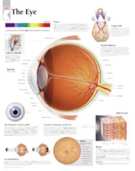 Eye chart: Wall Chart