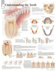 Understanding The Teeth chart: Wall Chart