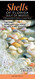 Shells of Florida-Gulf of Mexico