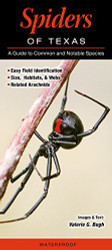 Spiders of Texas: A Guide to Common and Notable Species