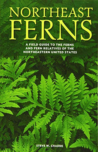Northeast Ferns: A Field Guide to the Ferns and Fern Relatives