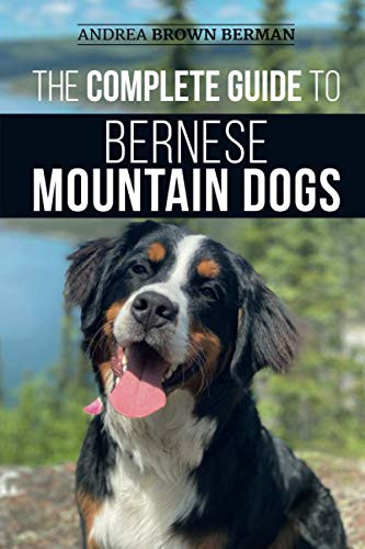 Complete Guide to Bernese Mountain Dogs