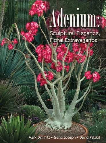 Adenium - Sculptural Elegance Floral Extravagance