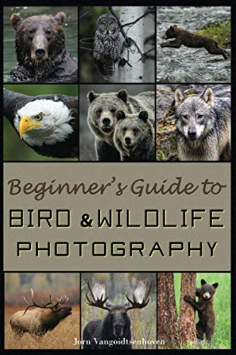 Beginner's Guide to Bird and Wildlife Photography