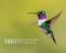 Bird Photographer of the Year