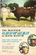 The Master Showmen of King Ranch