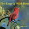 The Songs of Wild Birds
