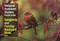 National Audubon Society Pocket Guide to Songbirds and Familiar