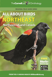 All About Birds Northeast: Northeast US and Canada