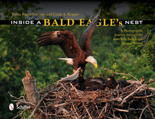 Inside a Bald Eagle's Nest: A Photographic Journey Through the