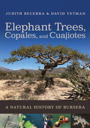 Elephant Trees Copales and Cuajiotes