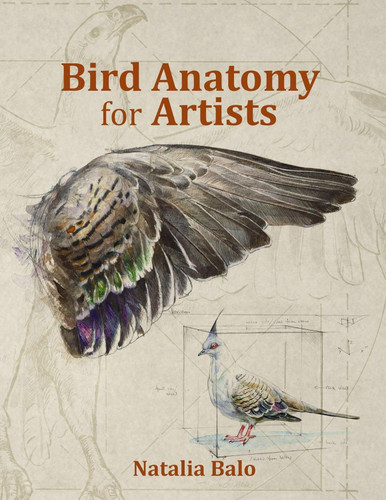 Bird Anatomy for Artists -Comprehensive Guide to Drawing Birds for