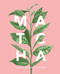 Matcha: A Lifestyle Guide