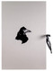 The Raven / Le Corbeau / The Raven