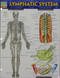 Lymphatic System (Quick Study Academic)