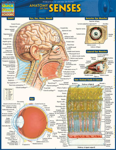 Anatomy of the Senses: Quickstudy Laminated Reference Guide