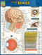 Anatomy of the Senses: Quickstudy Laminated Reference Guide