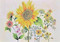 Watercolor Sunflower Note Cards