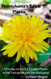 Pennsylvania's Edible Plants: Plants you can find on the trail or in