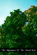 The Importance Of The Rural Life: According To The Philosophy Of St.