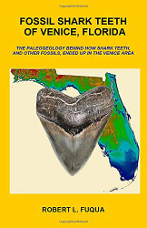 Fossil Shark Teeth Of Venice Florida
