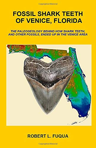 Fossil Shark Teeth Of Venice Florida Fossil Shark Teeth Of Venice Florida