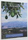 Integrated Pest Management for Avocados