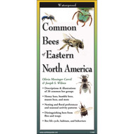 Common Bees of Eastern North America (Foldingguides(tm)