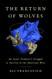 The Return of Wolves: An Iconic Predator's Struggle to Survive in the