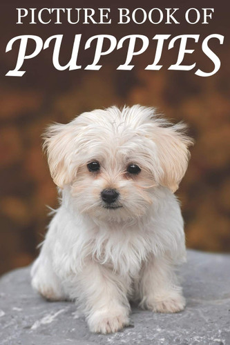 Picture Book of Puppies: Picture Book of Puppies: For Seniors with