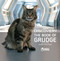 Star Trek Discovery: The Book of Grudge: Book's Cat from Star Trek
