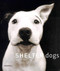 Shelter Dogs