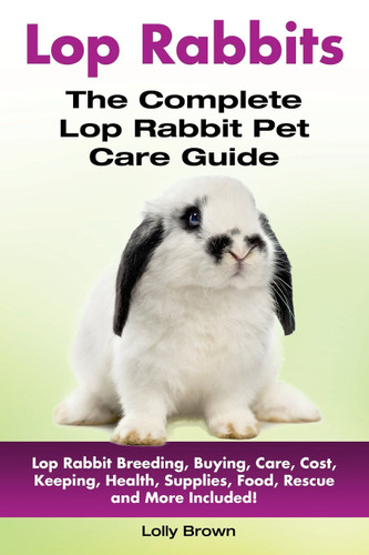 Lop Rabbits: Lop Rabbit Breeding Buying Care Cost Keeping Health
