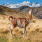 Patagonia National Park: Chile: Chile