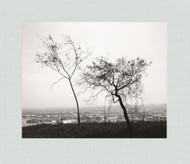 Robert Adams: Los Angeles Spring
